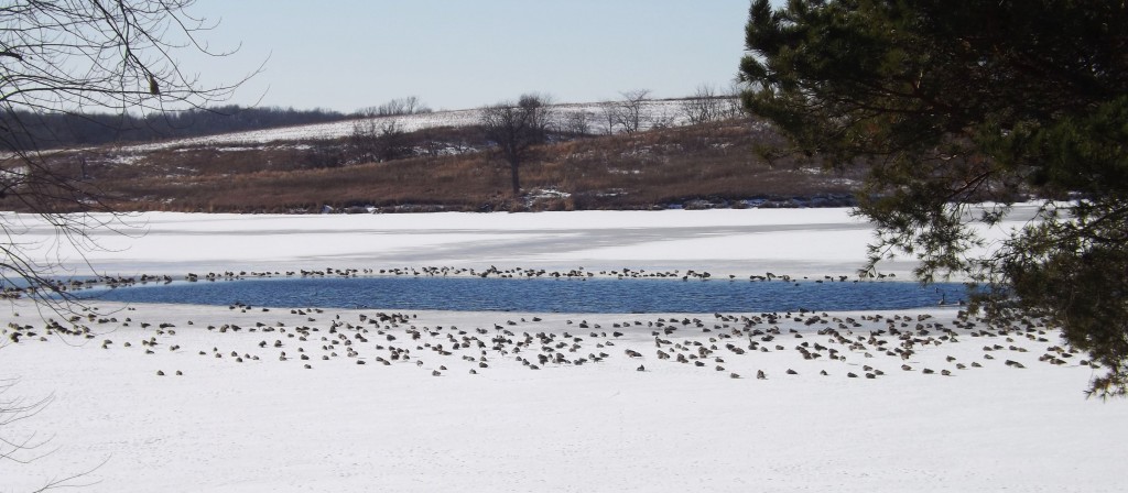 Canada geese enjoying their winter swimming pool