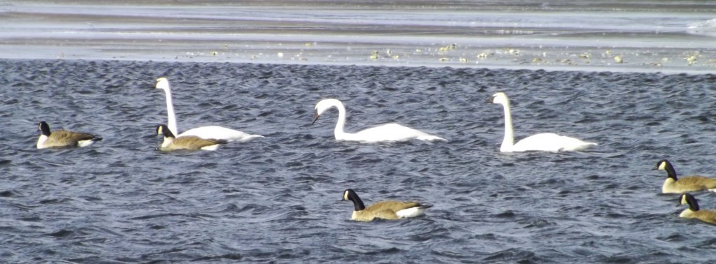 Trumpeter swans with Canada geese