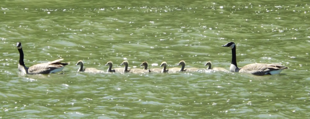 Seven goslings with parents, Spring, 2015 